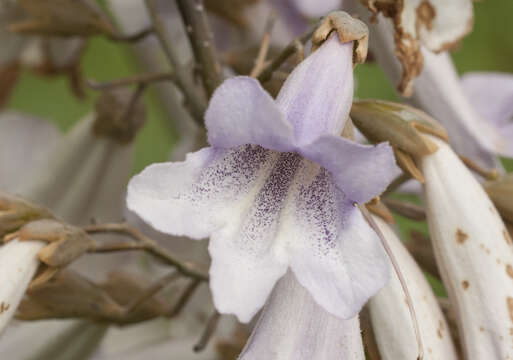 Image of paulownia