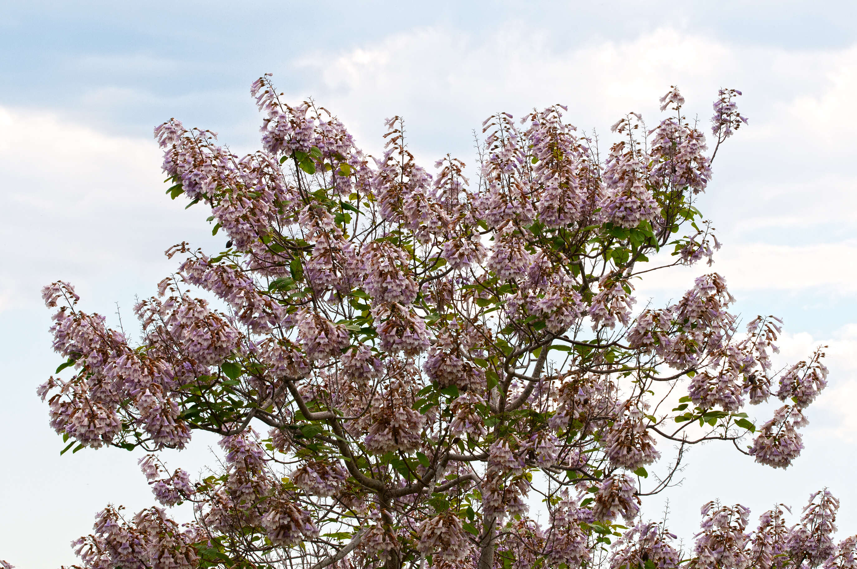 Image of paulownia