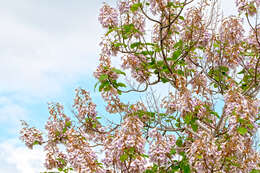 Image of paulownia