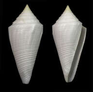 Image of Conus coltrorum (Petuch & R. F. Myers 2014)