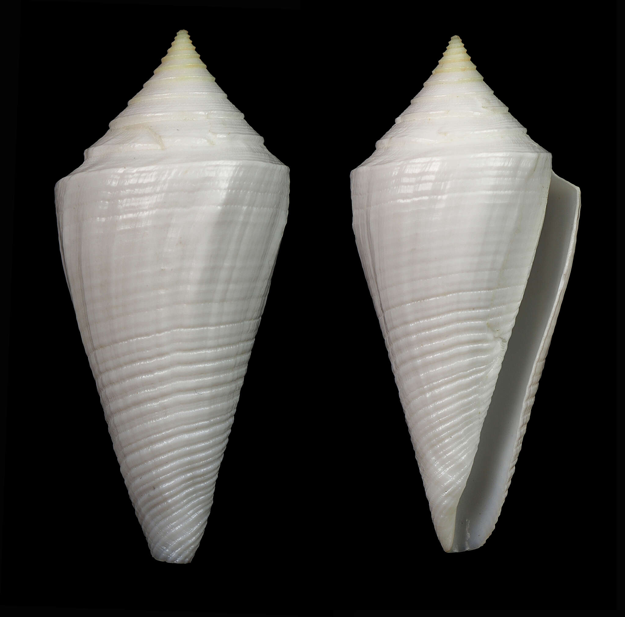 Image of Conus coltrorum (Petuch & R. F. Myers 2014)