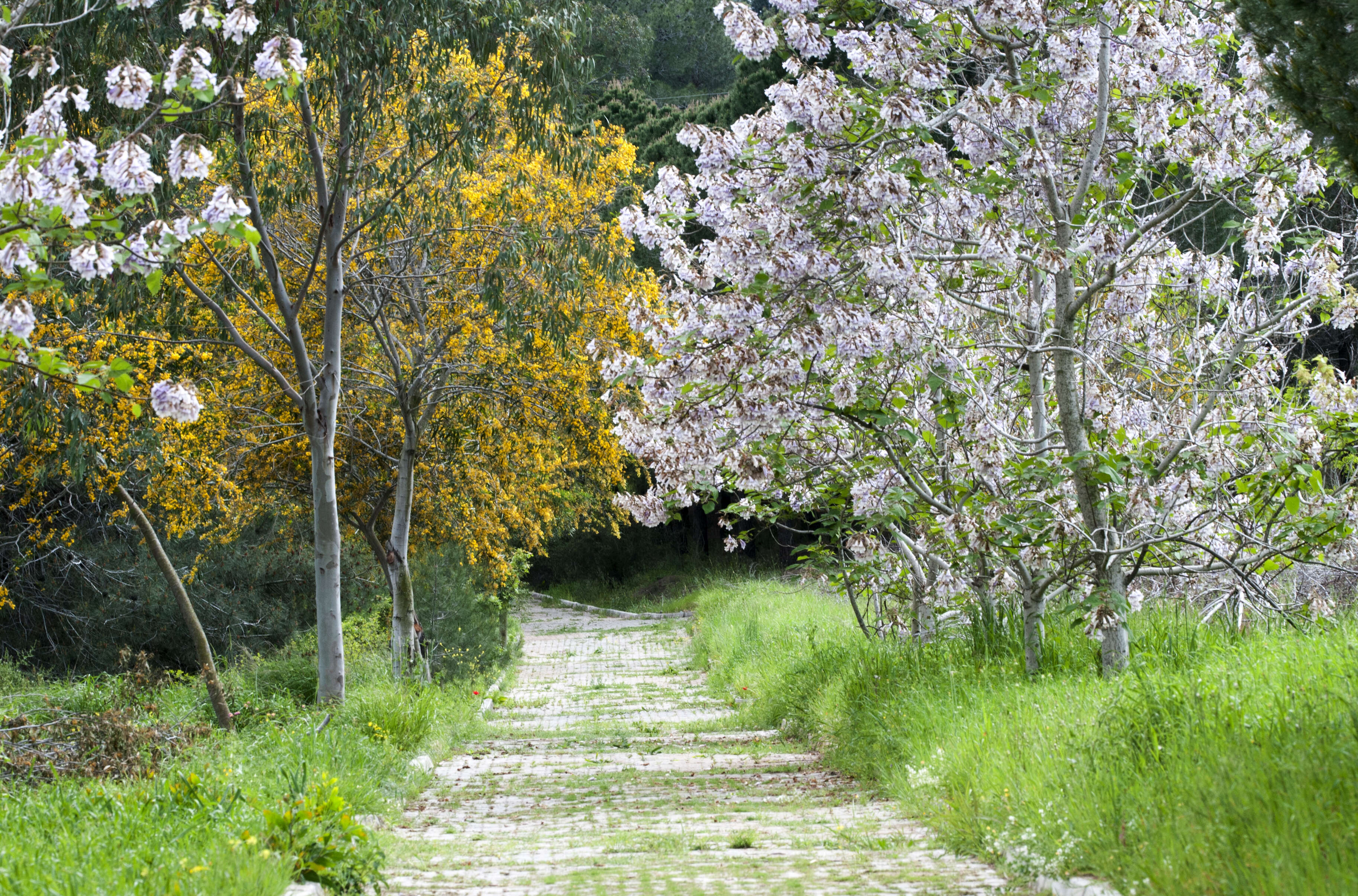 Image of paulownia