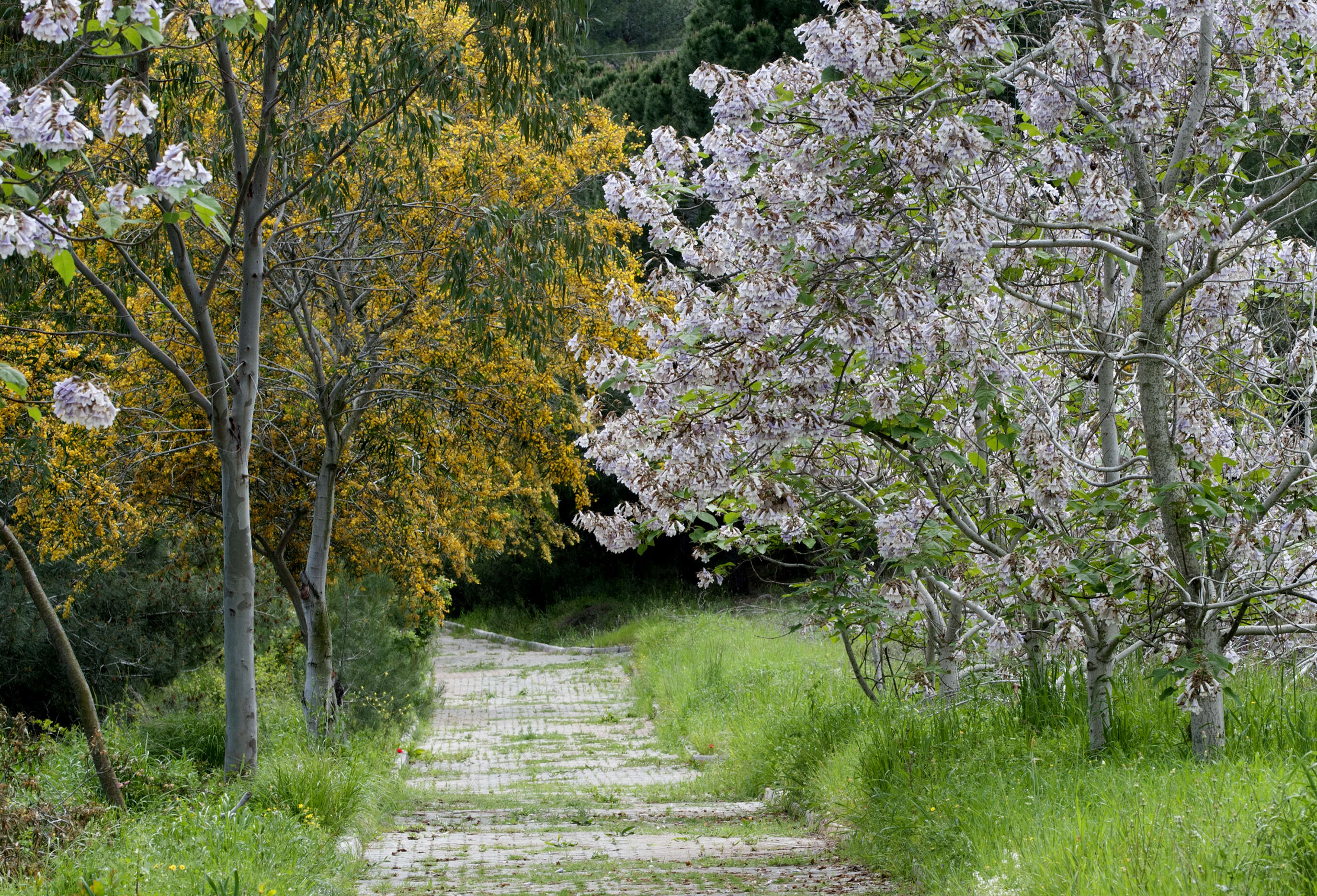 Image of paulownia