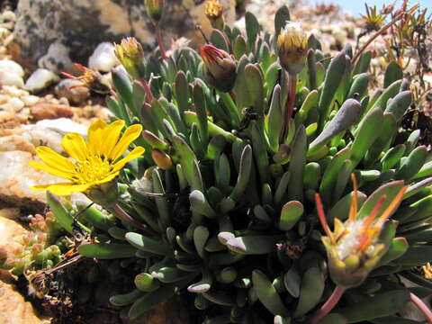 Image of Gazania othonnites (Thunb.) Less.