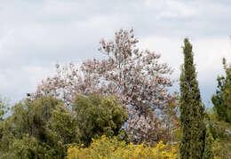 Image of paulownia