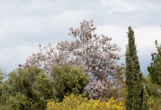 Image of paulownia