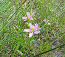 Sabatia brachiata Ell. resmi