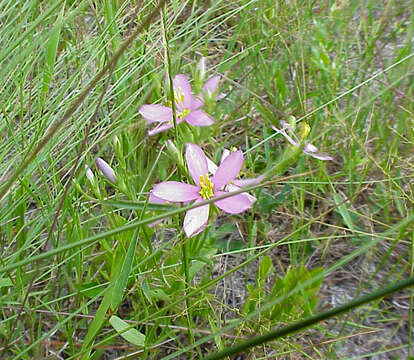 Sabatia brachiata Ell. resmi