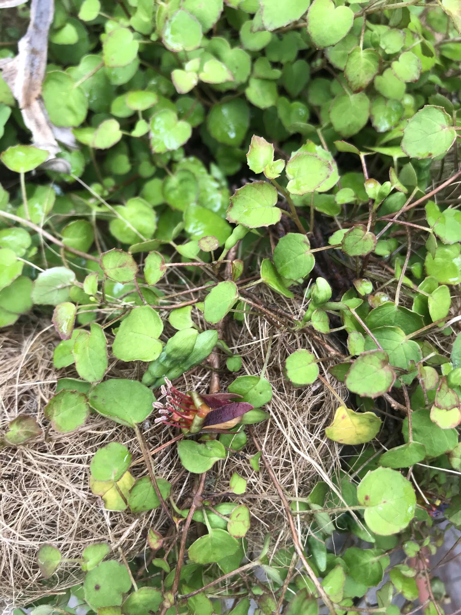 Image of creeping fuchsia