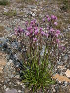 Image of Erigeron silenifolius (Turcz. ex DC.) Botsch.