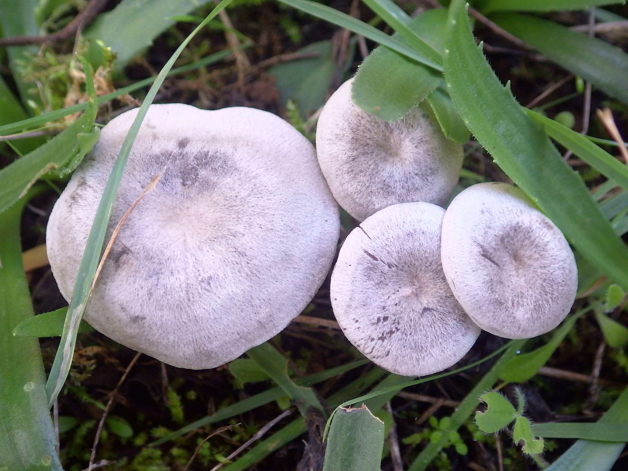 Image of Entoloma undatum (Gillet) M. M. Moser 1978