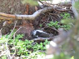 Image of Alpine Three-toed Woodpecker