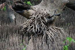 Image of Gray Mangrove