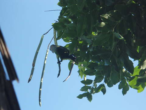 Image of Brown-headed Parrot