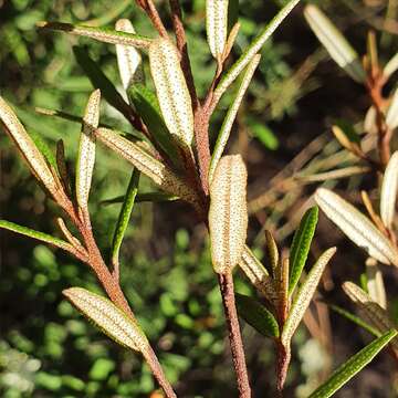 Image of Phebalium squamulosum subsp. squamulosum