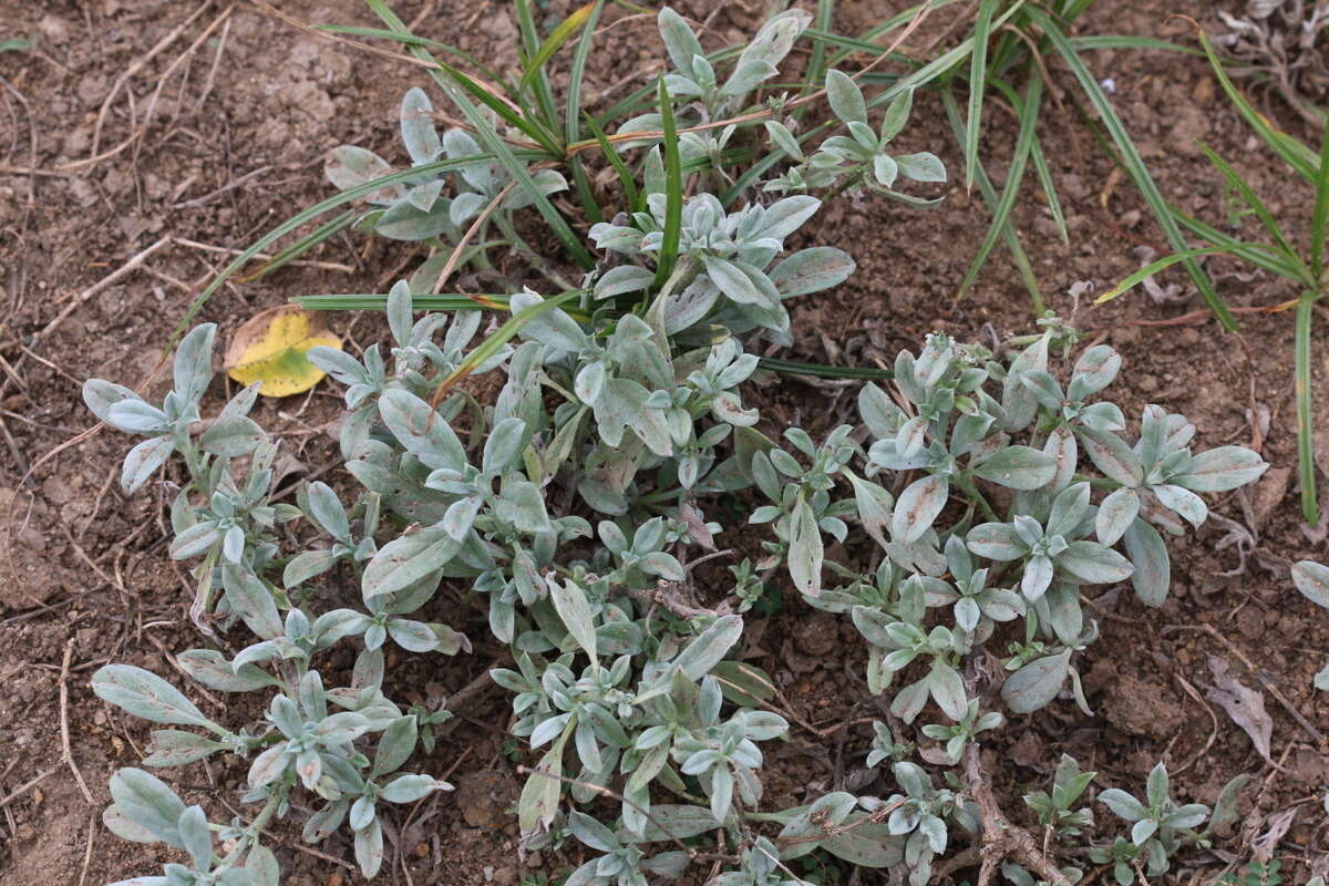 Image of Euploca ovalifolia (Forsk.) Diane & Hilger