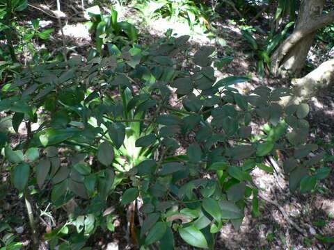 Image of Carissa bispinosa var. acuminata (E. Mey.) Codd