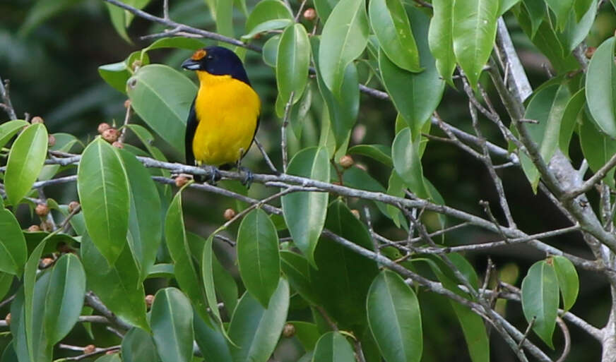 Euphonia violacea (Linnaeus 1758)的圖片