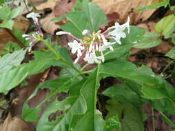 Image of Snakeroot