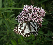 Eupatorium lindleyanum DC. resmi