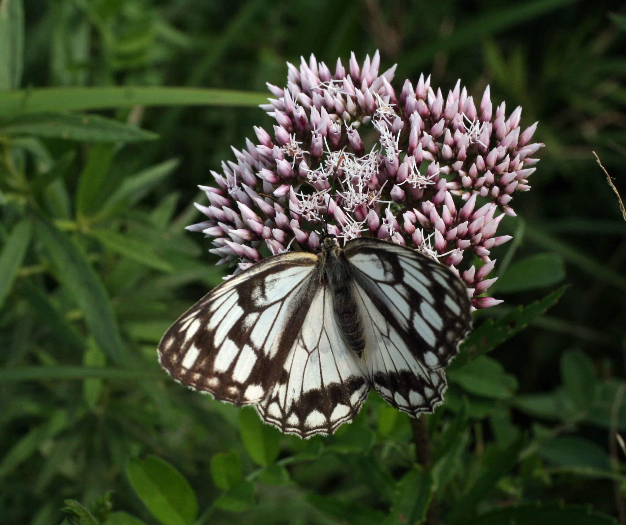 Eupatorium lindleyanum DC. resmi