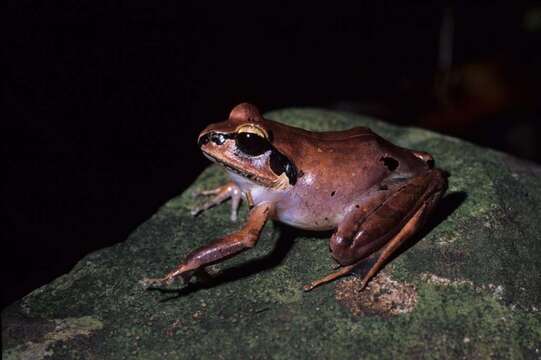 Image of Aglyptodactylus securifer Glaw, Vences & Böhme 1998