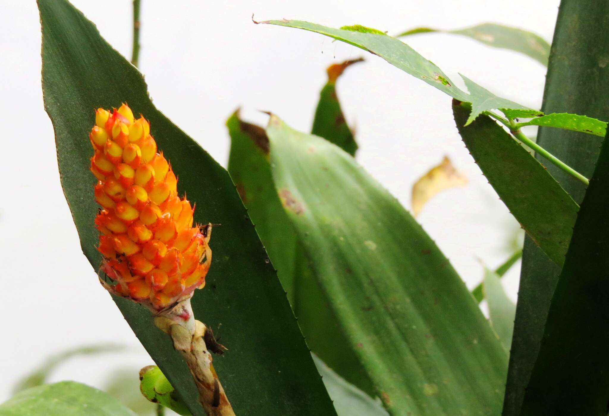 Image of Aechmea comata (Gaudich.) Baker