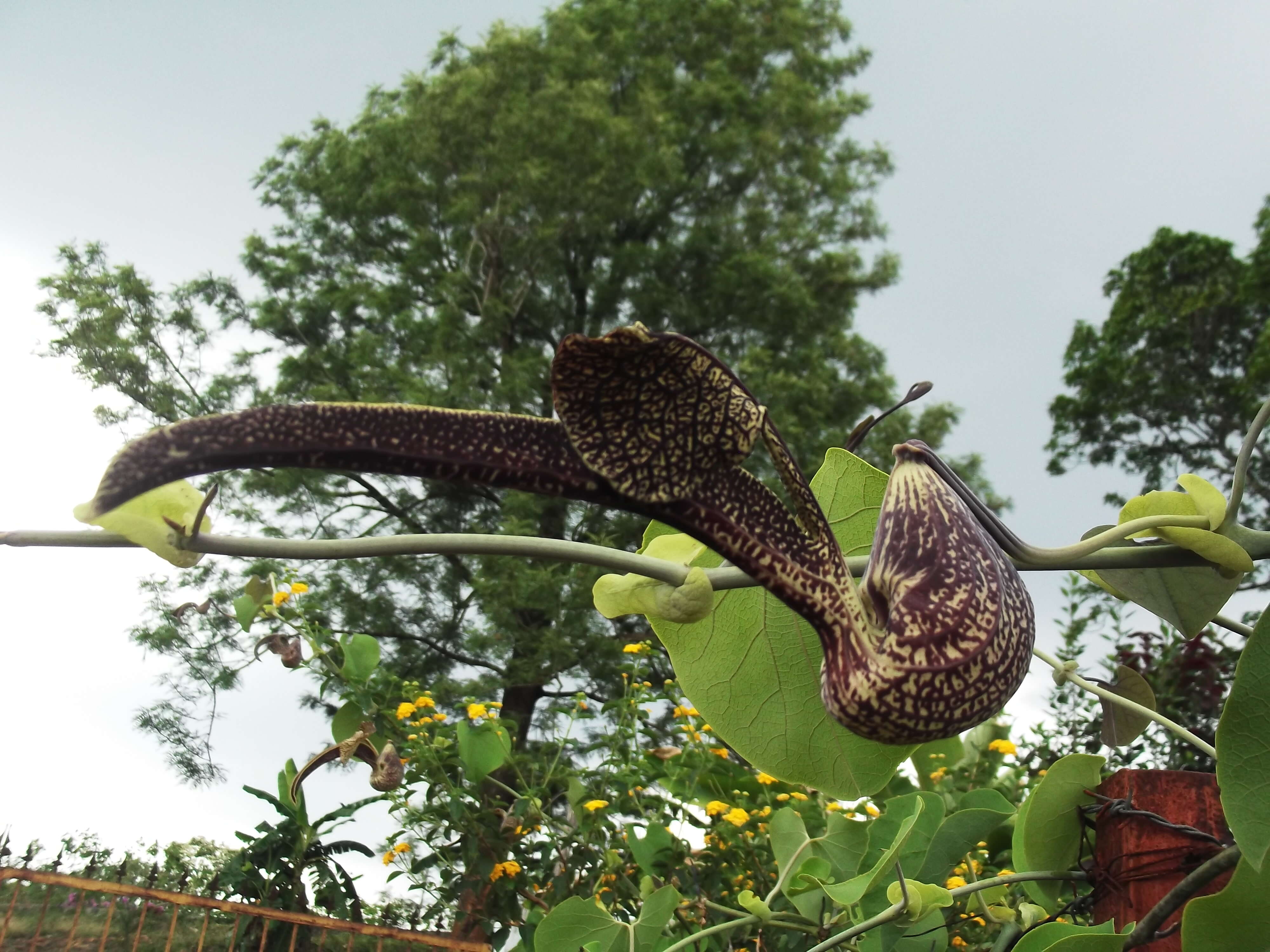 Image de Aristolochia ringens Vahl