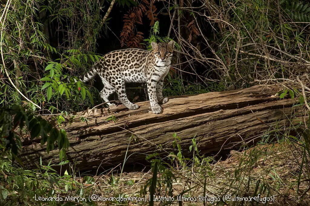 Image of Leopardus pardalis mitis (F. G. Cuvier 1820)