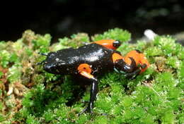 Image of Black Golden Frog