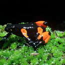 Image of Black Golden Frog