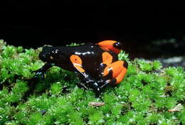 Image of Black Golden Frog