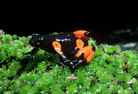 Mantella cowanii Boulenger 1882的圖片