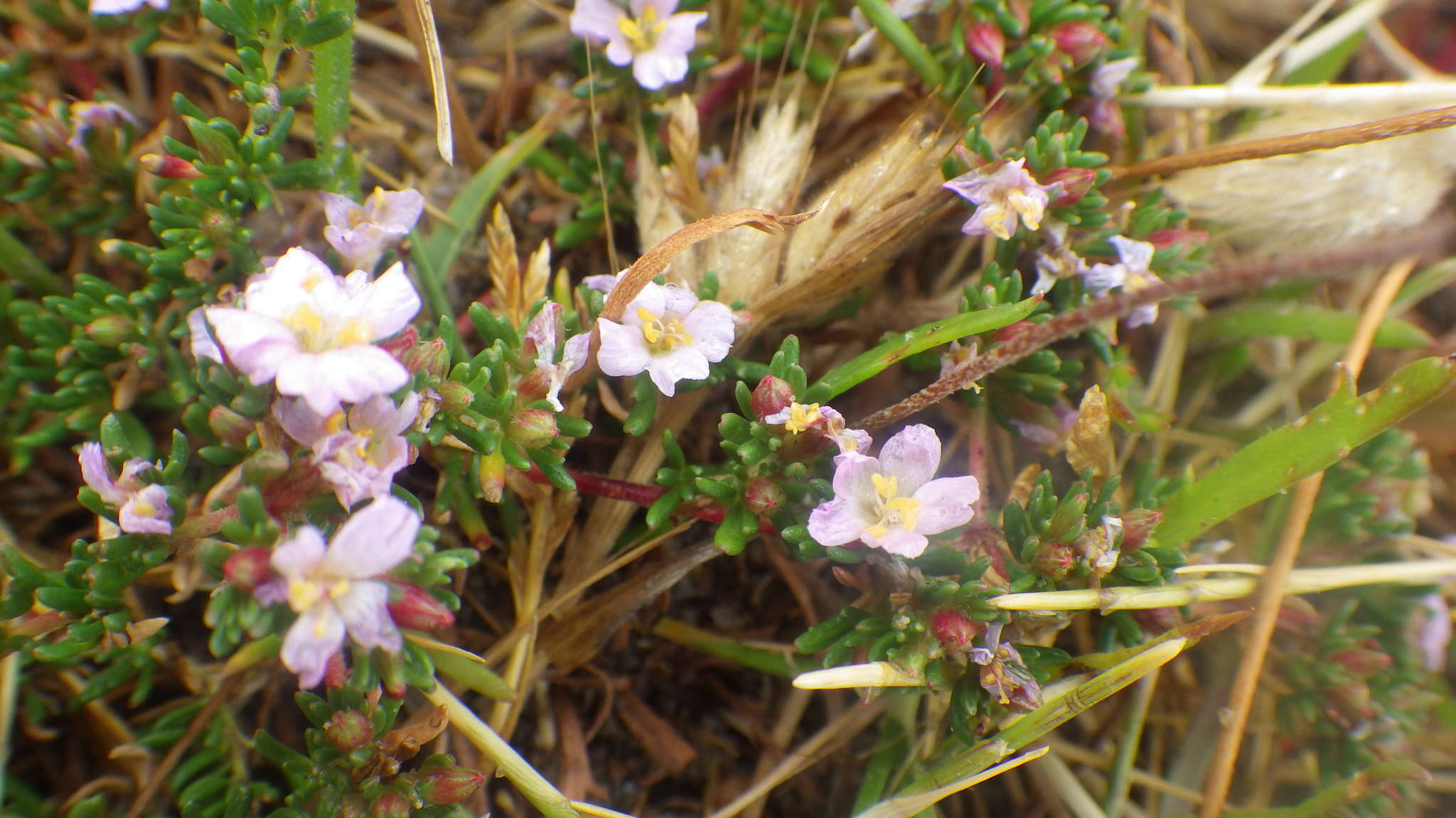 Image of Frankenia laevis L.