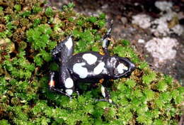 Image of Black Golden Frog