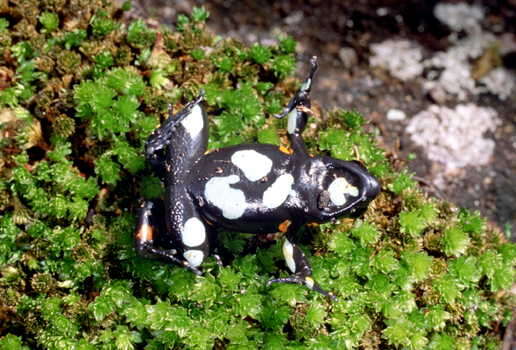 Mantella cowanii Boulenger 1882的圖片