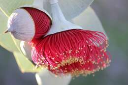 Image of Eucalyptus rhodantha Blakely & Steedm.