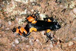 Image of Black Golden Frog