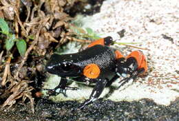 Image of Black Golden Frog