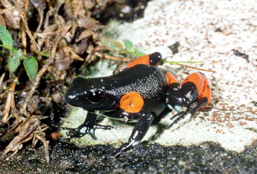 Image of Black Golden Frog