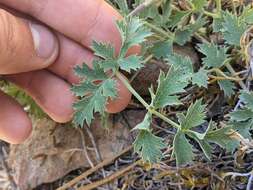 Слика од Lomatium howellii (S. Wats.) Jepson