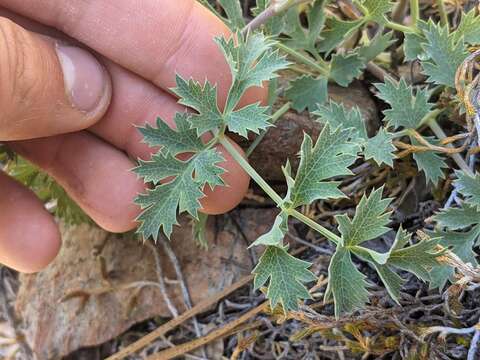 Image of Howell's biscuitroot