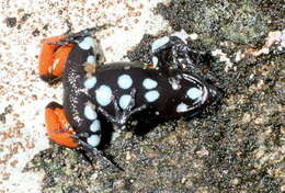 Image of Black Golden Frog