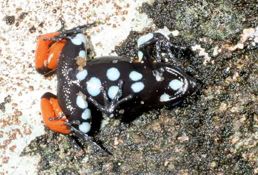 Image of Black Golden Frog