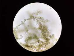 Image of Reticularia jurana