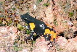 Image of Black Golden Frog