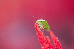 Image of Green shield bug