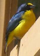 Image of Yellow-throated Euphonia