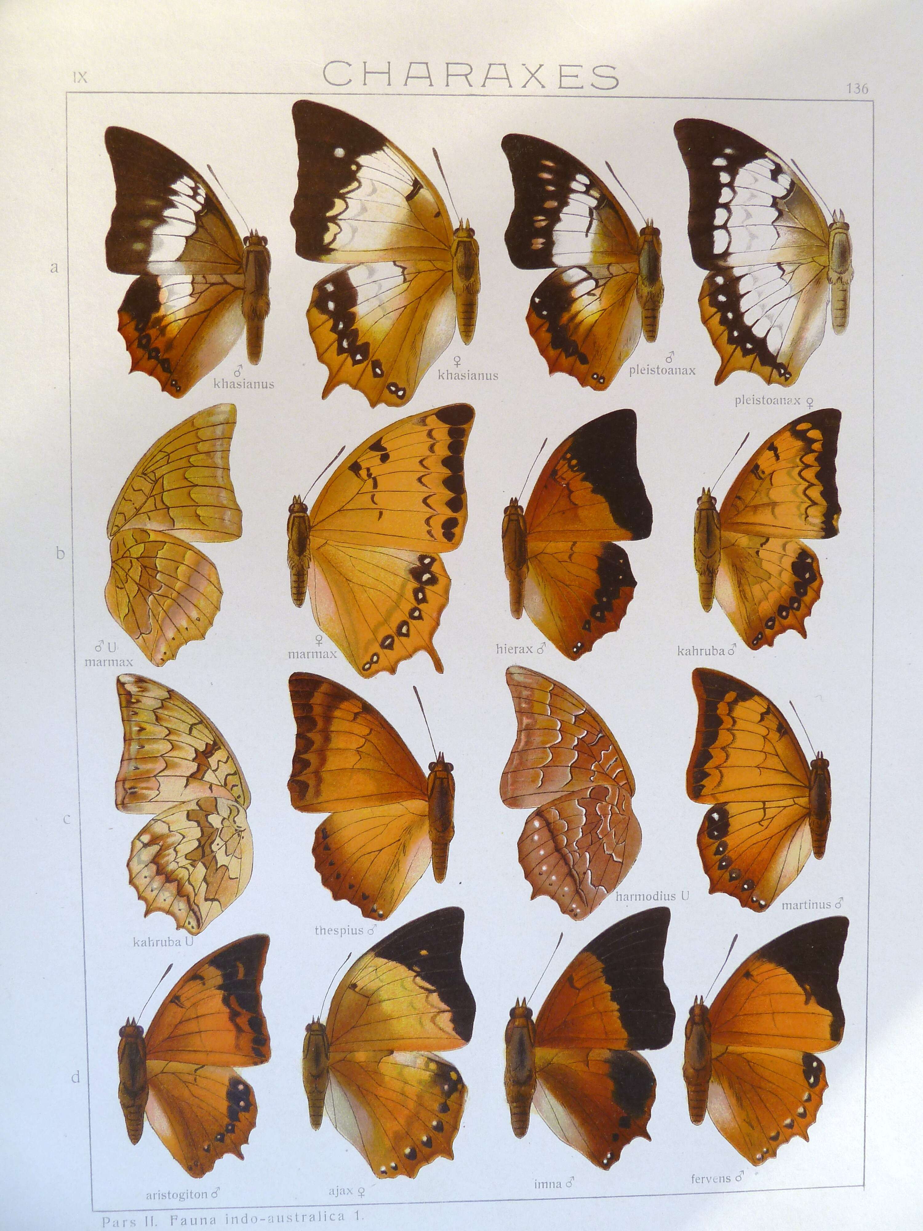 Imagem de Charaxes bernardus Fabricius 1793