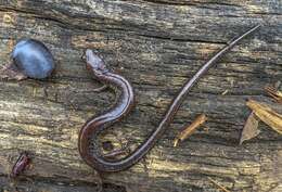 Image of Northern Ravine Salamander